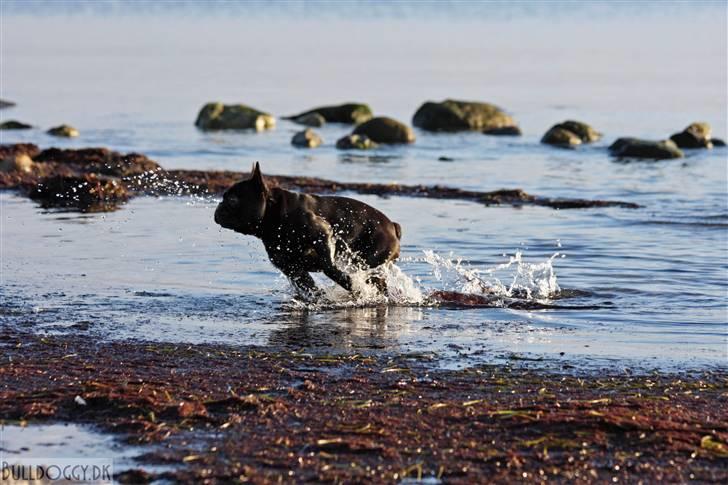 Fransk bulldog Adonis Kinibox [LOTUS] -  - Foto: Alex Larsen billede 10