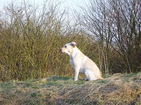 Labrador retriever Agnes billede 7