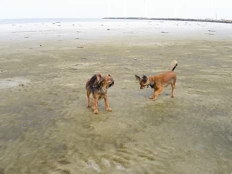 Russisk toy terrier Giska / Aliska - et par rigtige "vandhunde" billede 3