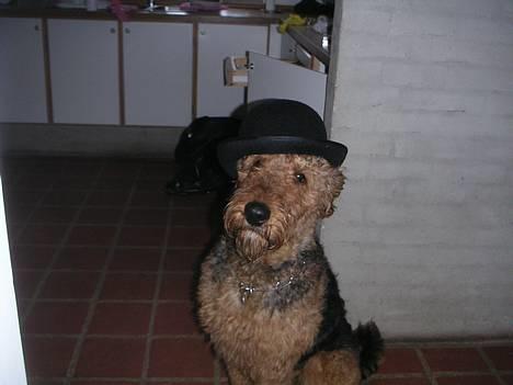 Airedale terrier Beau's Bon Garcon  billede 1