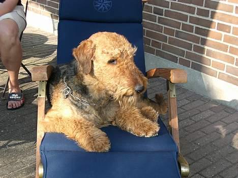 Airedale terrier Beau's Bon Garcon  billede 2
