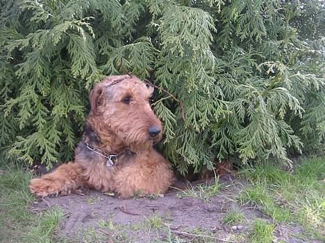 Airedale terrier Beau's Bon Garcon  billede 3