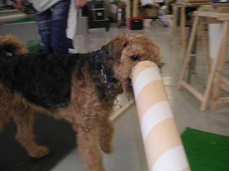 Airedale terrier Beau's Bon Garcon  billede 4