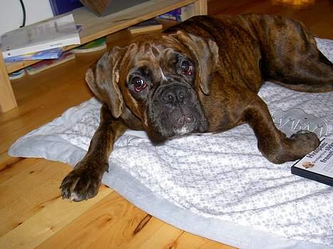 Boxer na frej vics amaryllis - slapper af på legetæppet billede 6