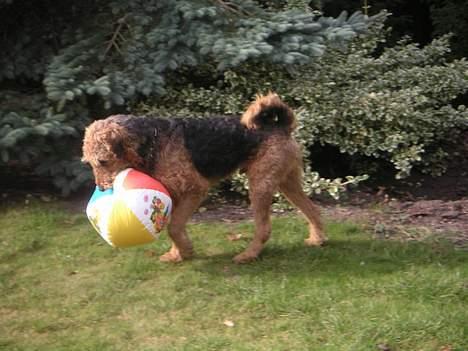 Airedale terrier Beau's Bon Garcon  billede 5