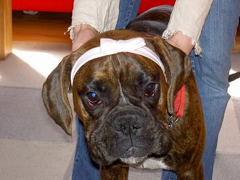 Boxer na frej vics amaryllis - mor syntes det her var sjovt, det syntes jeg ikke billede 7