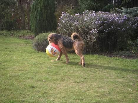 Airedale terrier Beau's Bon Garcon  billede 6