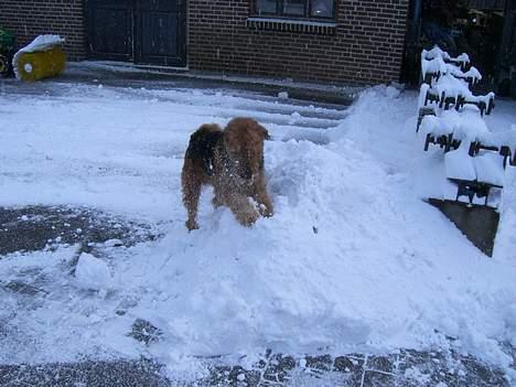 Airedale terrier Beau's Bon Garcon  billede 7