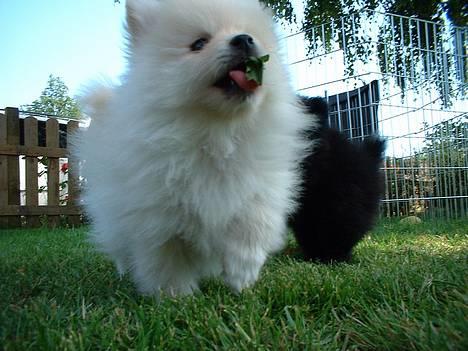 Pomeranian Alf billede 1