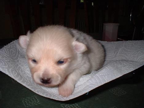 Pomeranian Alf - Mig som lille - (126 Gram) billede 2