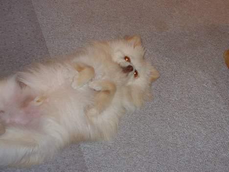 Pomeranian Alf billede 3