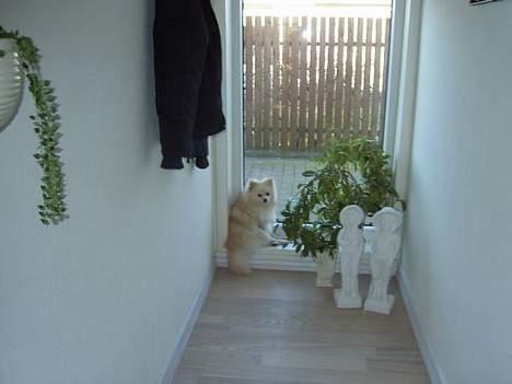 Pomeranian Alf - Min udkigspost billede 4