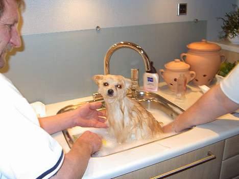 Pomeranian Alf - Elsker at være i bad billede 5