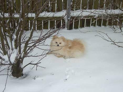 Pomeranian Alf billede 6