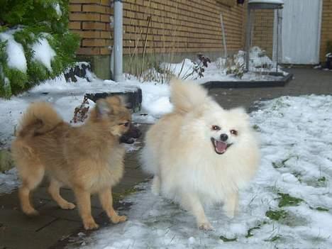 Pomeranian Alf - Mig og min bedste ven Tyson billede 7