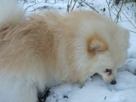 Pomeranian Alf billede 8