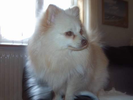 Pomeranian Alf billede 9