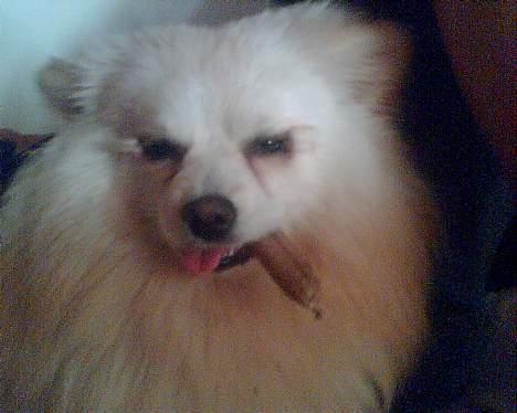 Pomeranian Alf billede 10