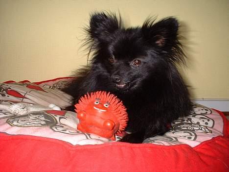 Pomeranian Alf - Det er min Mor fra Odder:) billede 11