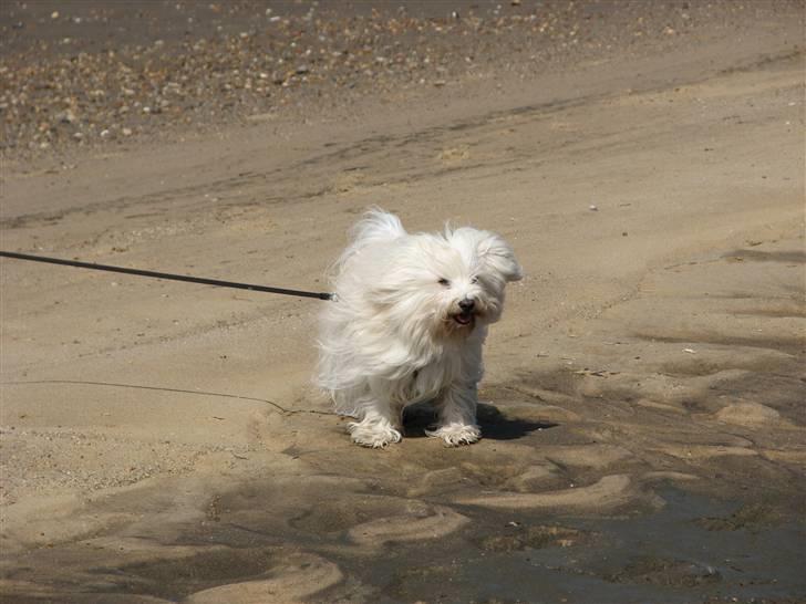 Bichon havanais Bubber - Mor går tur med mig på stranden og far tager billeder af mig billede 10