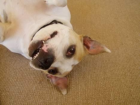 Amerikansk staffordshire terrier Ashare billede 15