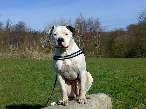 Amerikansk bulldog Razzia billede 15