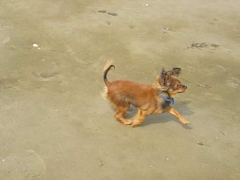 Russisk toy terrier Giska / Aliska - Sikken et trav. billede 6