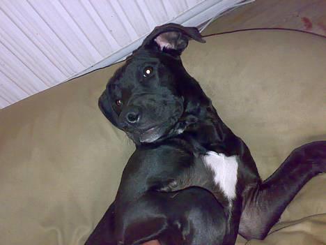 Blanding af racer Silas 2006-2007 R.I.P. - Se mig lige billede 1