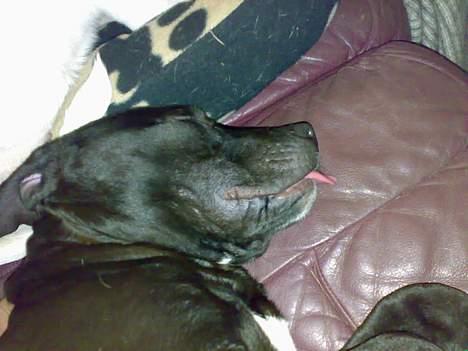 Blanding af racer Silas 2006-2007 R.I.P. - Tror lige jeg kan få lidt mælk i søvne billede 2