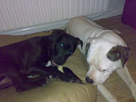 Blanding af racer Silas 2006-2007 R.I.P. - Razzia holder lige øje med om jeg skulle slippe hornet 1 sek så hun kan snuppe det billede 3