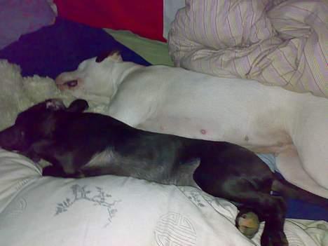 Blanding af racer Silas 2006-2007 R.I.P. - zzzzzzzz billede 4