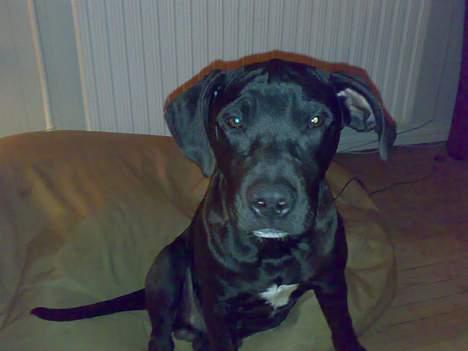 Blanding af racer Silas 2006-2007 R.I.P. - I må ikke grine af mine store øre.. billede 5