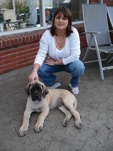 Mastiff Brutus billede 2