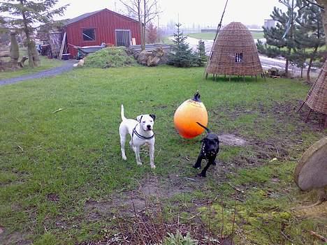 Blanding af racer Silas 2006-2007 R.I.P. - Det bedste legetøj i verden.. billede 6