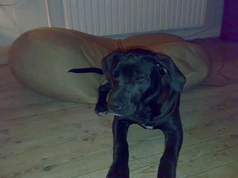 Blanding af racer Silas 2006-2007 R.I.P. billede 7