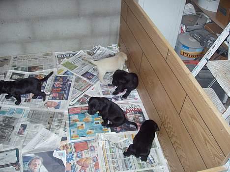 Labrador retriever Kato - Her er Kato sammen med hans søskende billede 2