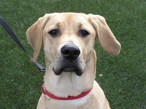 Blanding af racer Tilde billede 13