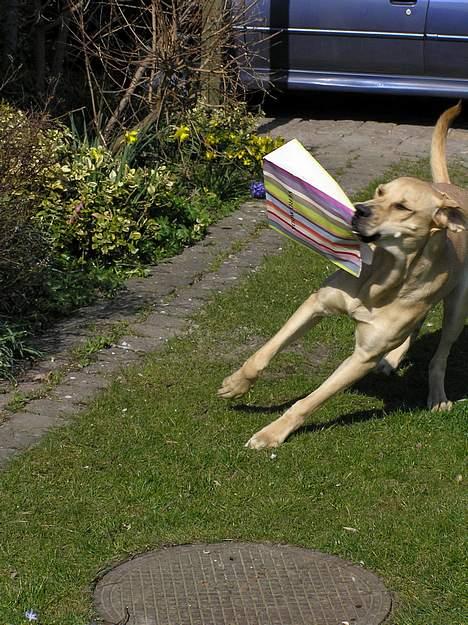 Blanding af racer Tilde billede 14