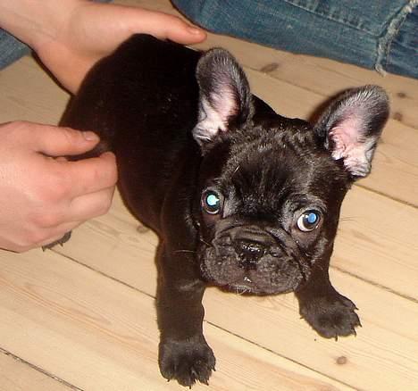 Fransk bulldog Helimo's Mocca billede 18