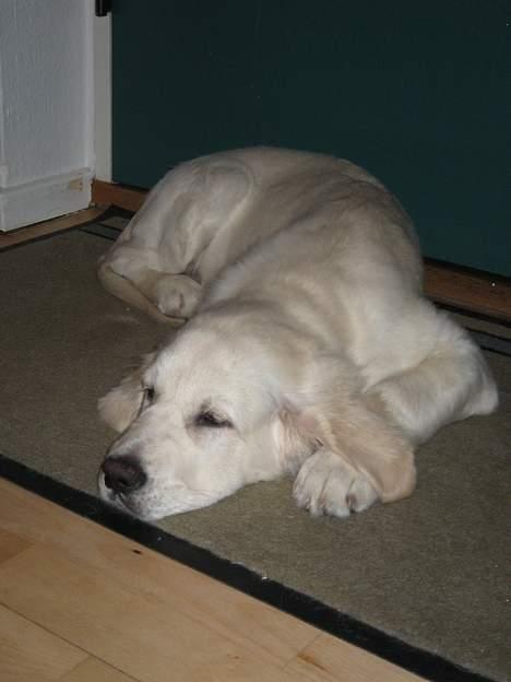 Golden retriever Ella - skønt bare at dase billede 9