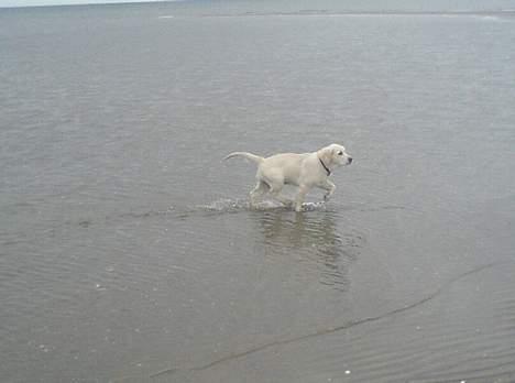 Golden retriever Ella - strandtur er bare sagen  billede 10
