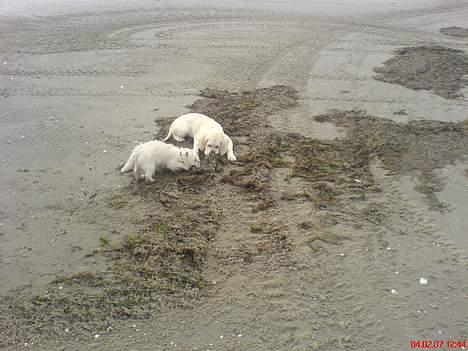 Golden retriever Ella - Tang er bare for lækkert billede 11