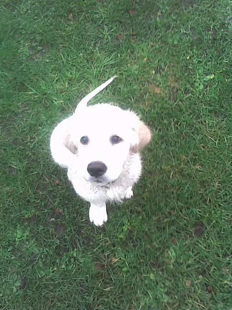 Golden retriever Ella - Er jeg ikke bare blevet stor :O) billede 12