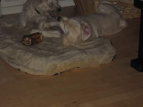 Golden retriever Ella - Anton & Ella ... hygge lørdag med ben billede 13