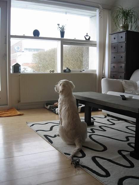 Golden retriever Ella - hmmm. hvad sker der mon derude?? billede 14
