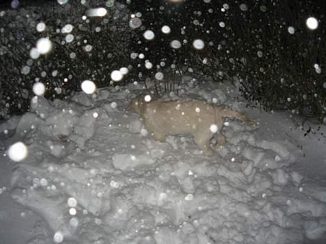 Golden retriever Ella - Sneeeee :O) billede 15