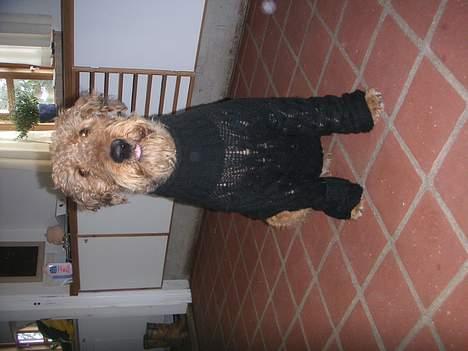 Airedale terrier Beau's Bon Garcon  billede 8