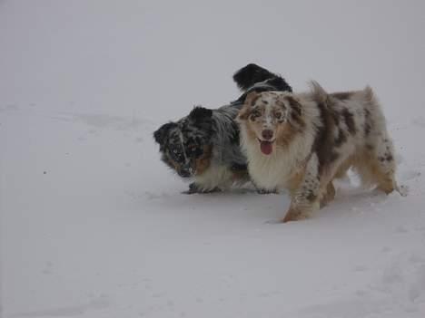 Australian shepherd Difloyds Ranchero billede 6