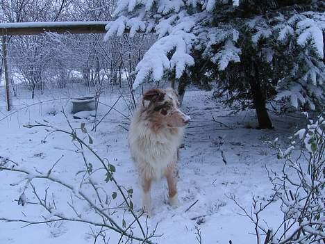 Australian shepherd Difloyds Ranchero billede 7