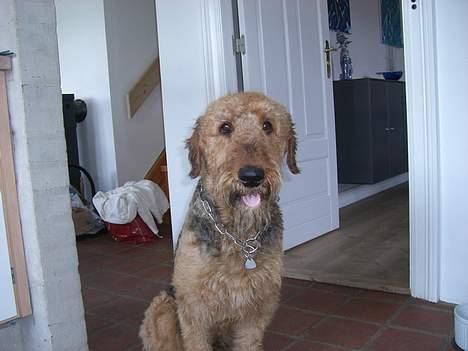Airedale terrier Beau's Bon Garcon  billede 9